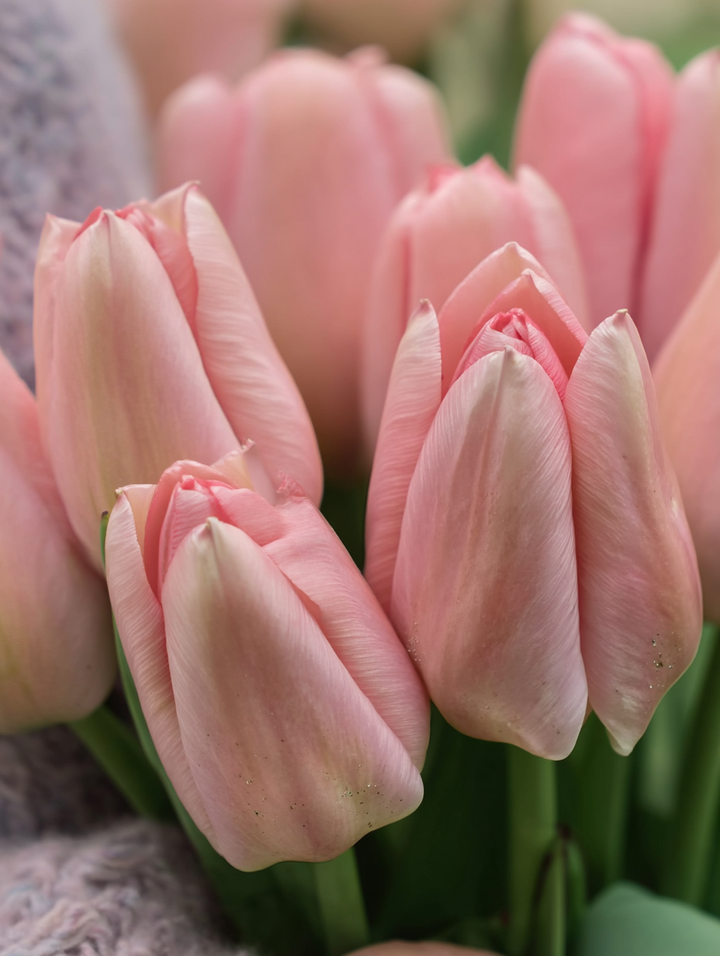 Forhåndsbestilling Tulipan ‘Salmon Dessert’ – 5 blomsterløk