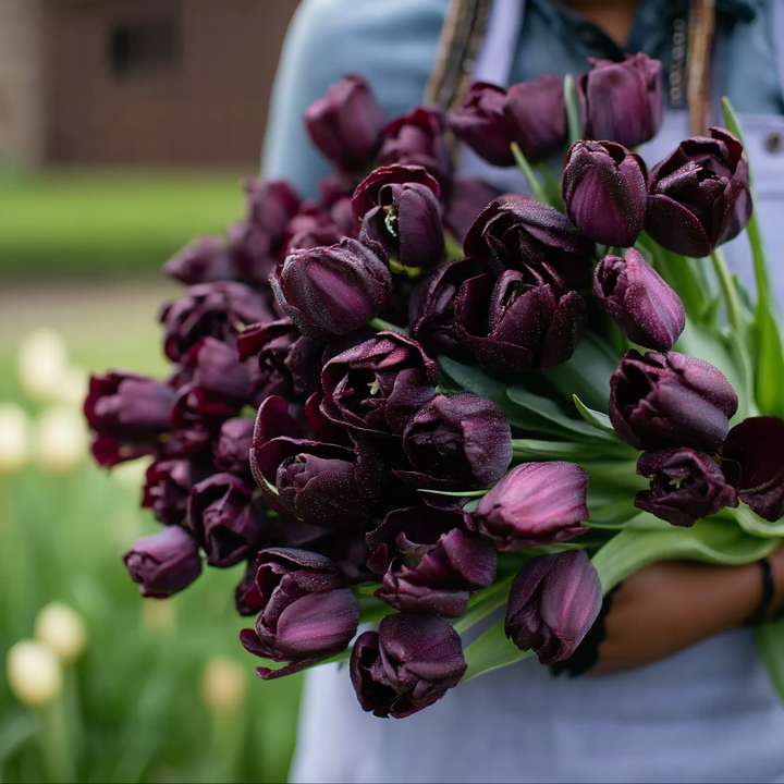 Forhåndsbestilling Tulipan 'Paul Scherer' – 5 blomsterløk