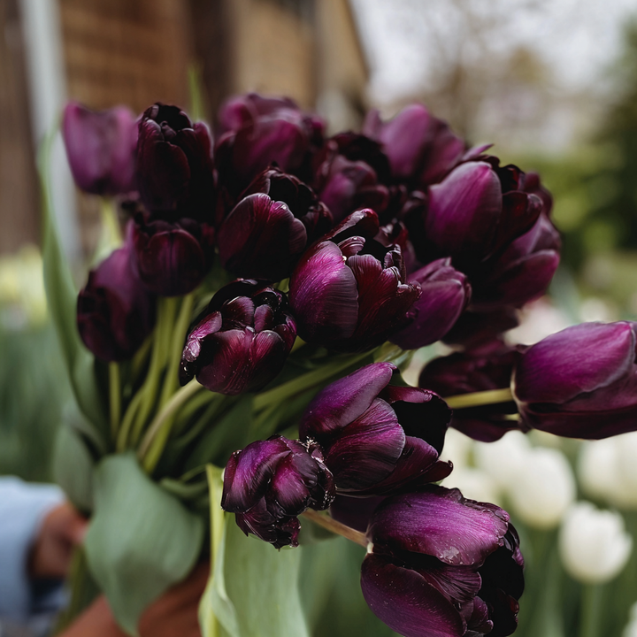Forhåndsbestilling Tulipan 'Queen of Night' – 5 blomsterløk