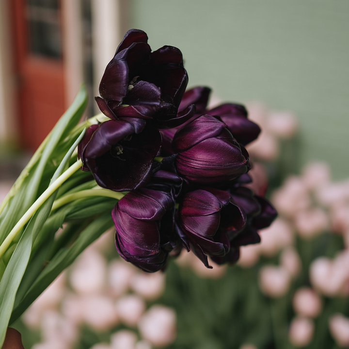 Forhåndsbestilling Tulipan 'Queen of Night' – 5 blomsterløk