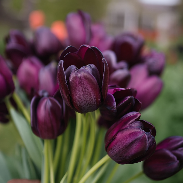 Forhåndsbestilling Tulipan 'Ronaldo' – 5 blomsterløk