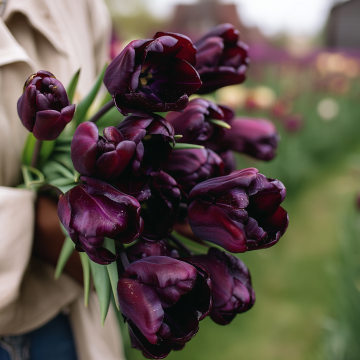 Forhåndsbestilling Tulipan 'Ronaldo' – 5 blomsterløk
