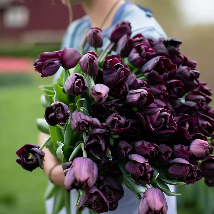 Forhåndsbestilling Tulipan 'Paul Scherer' – 5 blomsterløk