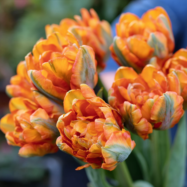 Forhåndsbestilling Tulipan 'Orange Marmelade' – 5 blomsterløk