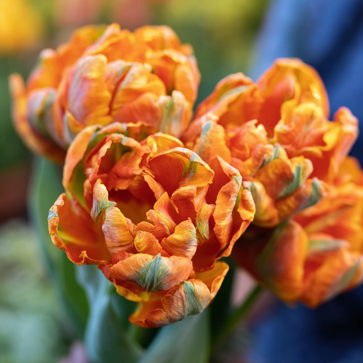 Forhåndsbestilling Tulipan 'Orange Marmelade' – 5 blomsterløk