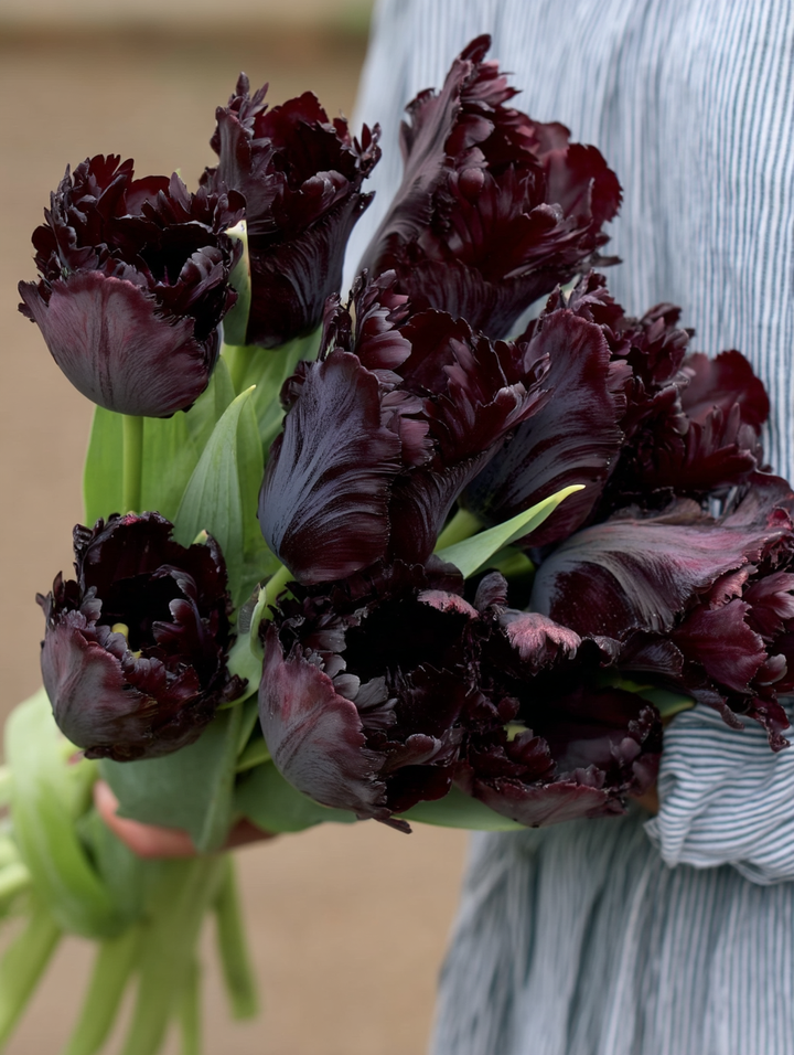 Forhåndsbestilling Tulipan  ‘Black Parrot’  – 5 blomsterløk