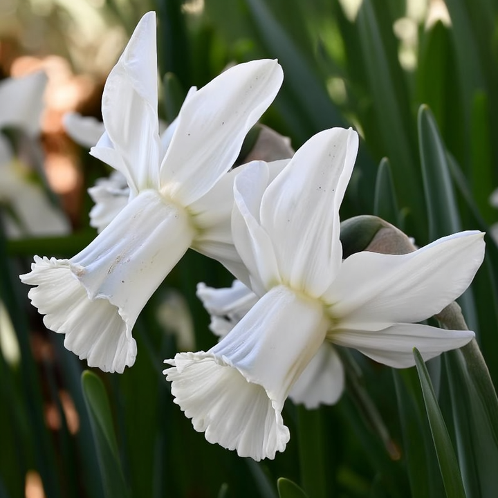 Forhåndsbestilling Påskelilje Narcissus 'Lady Madonna'– 5 blomsterløk