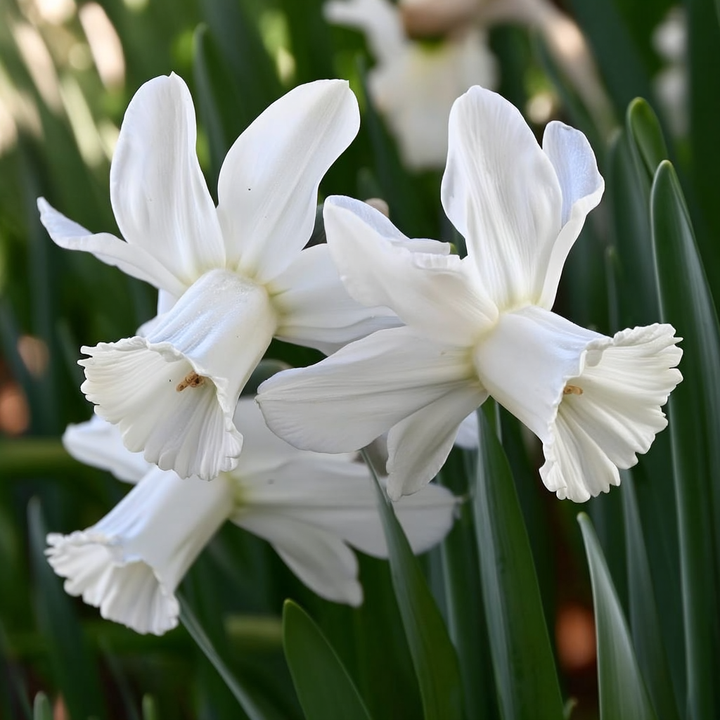 Forhåndsbestilling Påskelilje Narcissus 'Lady Madonna'– 5 blomsterløk