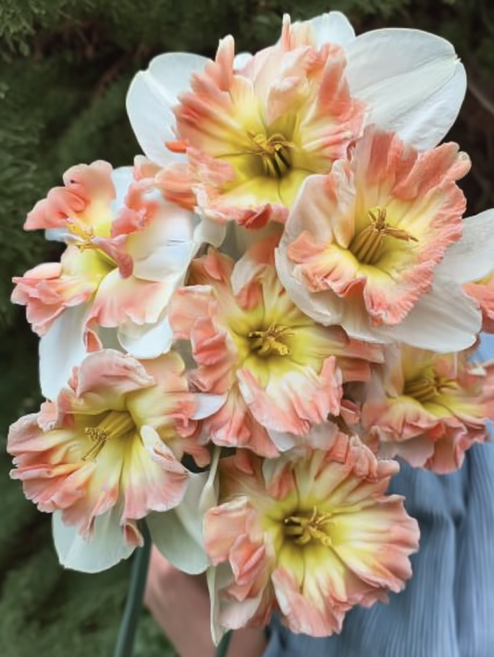 Forhåndsbestilling Påskelilje Narcissus ‘Peachy Dream’  – 5 blomsterløk