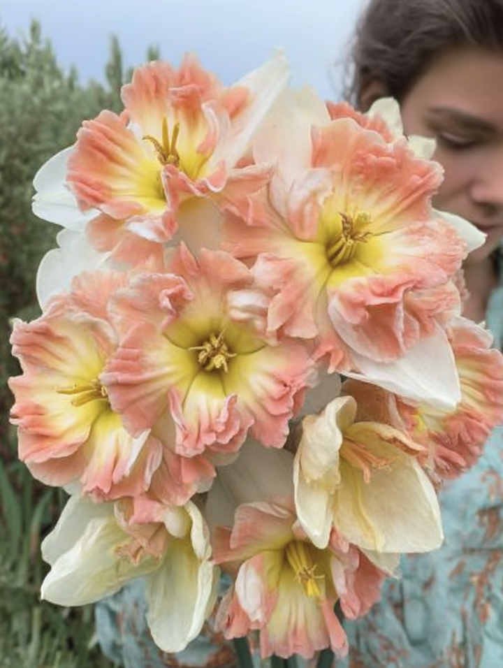 Forhåndsbestilling Påskelilje Narcissus ‘Peachy Dream’  – 5 blomsterløk