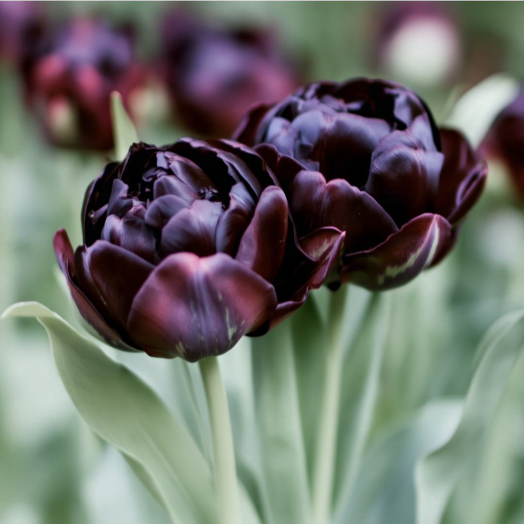 Tulipan ‘Black Hero’ 5 stk – fyldige blomster i mørk purpur