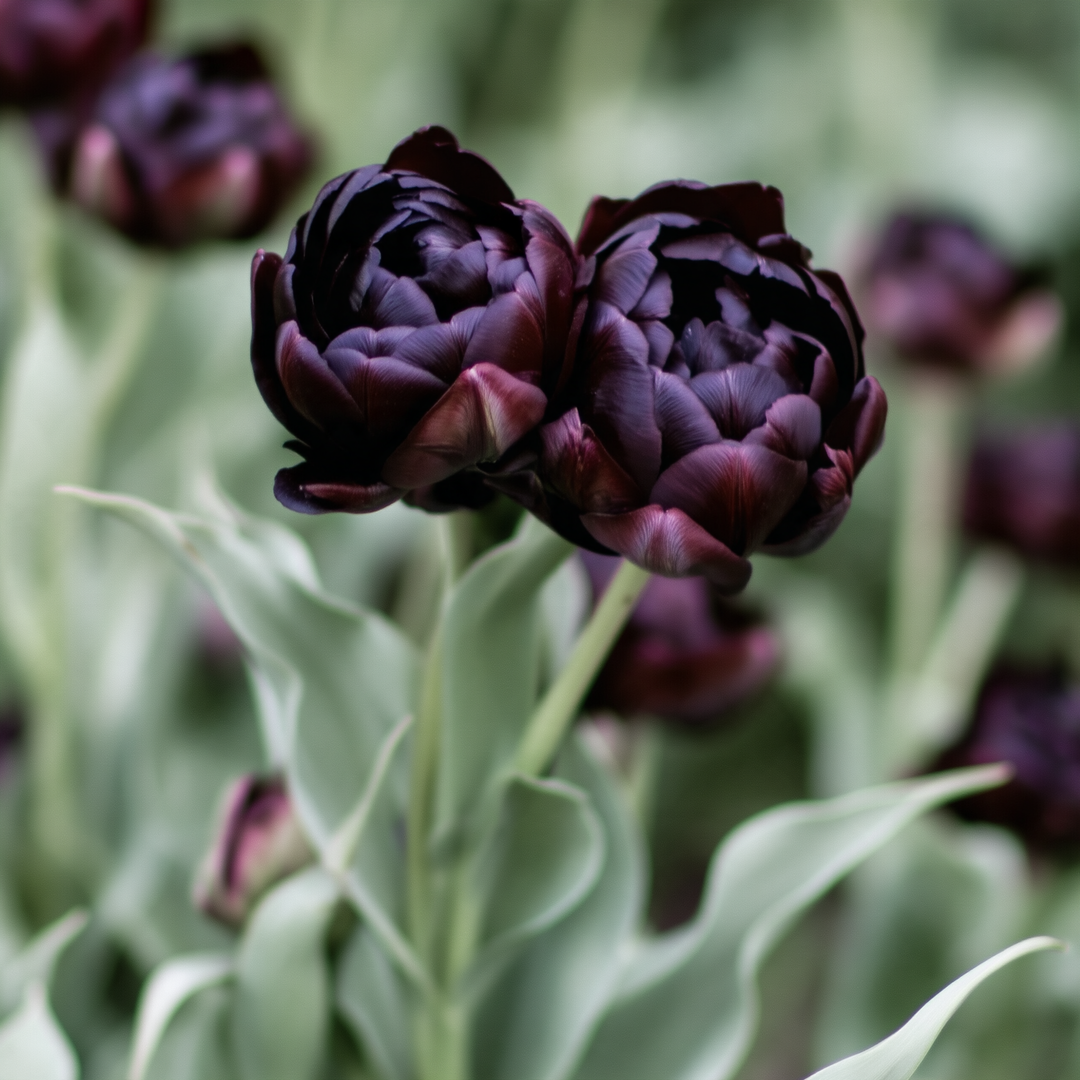 Tulipan ‘Black Hero’ 5 stk – fyldige blomster i mørk purpur