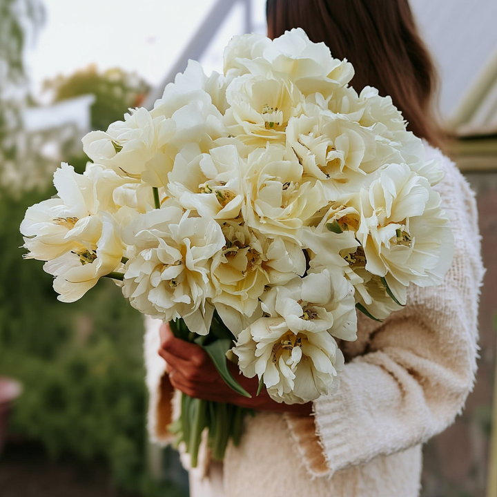 Forhåndsbestilling Tulipan 'Avant Garde' – 5 blomsterløk