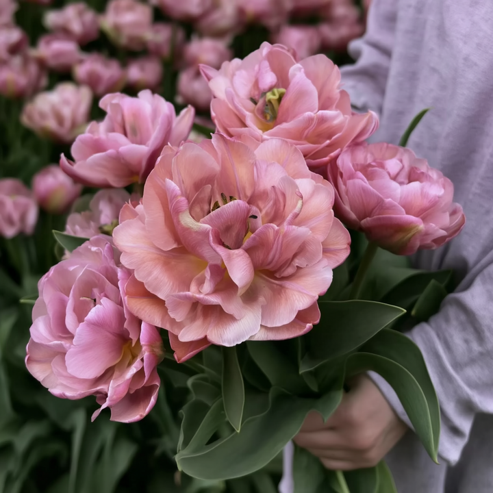 Tulipan ‘Beach Berry’ 5 stk – fra antikkrosa til varme kobbertoner