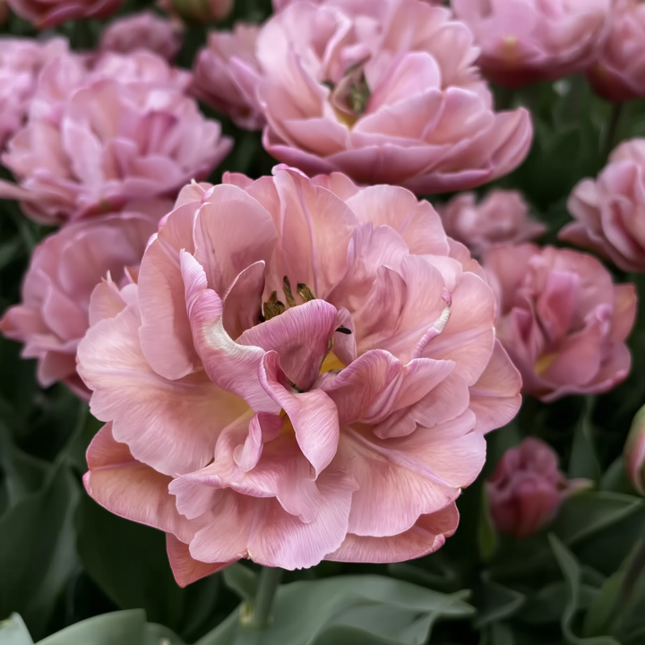 Tulipan ‘Beach Berry’ 5 stk – fra antikkrosa til varme kobbertoner