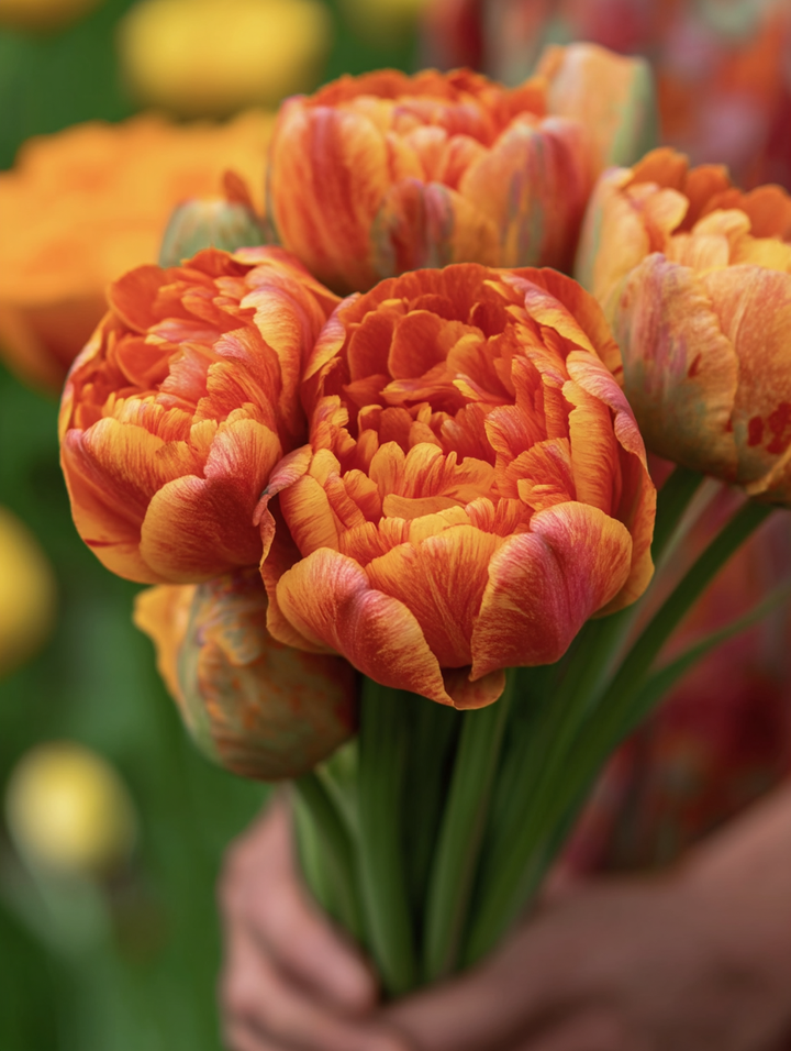 Forhåndsbestilling Tulipan ‘Sun Lover’  – 5 blomsterløk