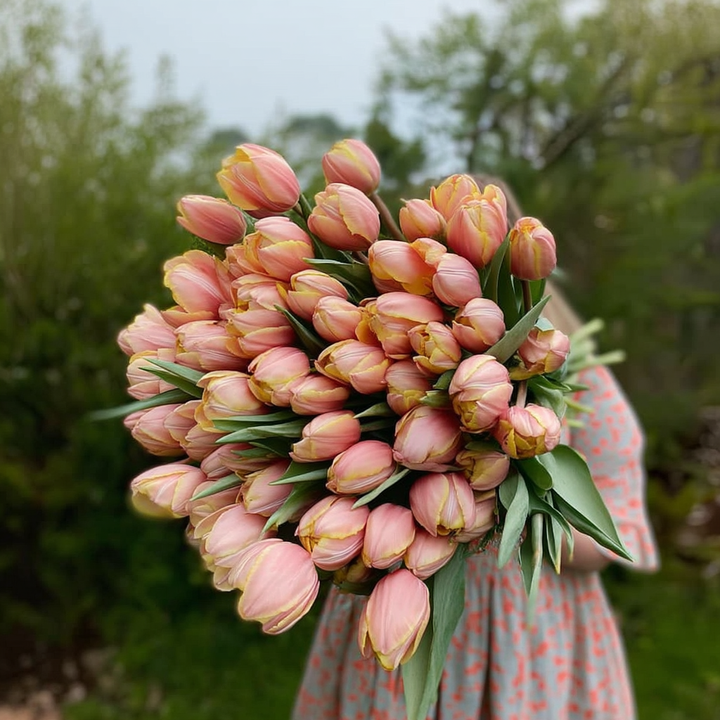 Forhåndsbestilling Tulipan 'Paul Scherer' – Tulipan 'Mango Charm' – 5 blomsterløk