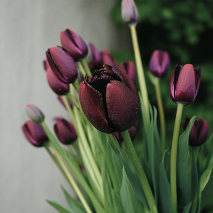 Forhåndsbestilling Tulipan 'Queen of Night' – 5 blomsterløk
