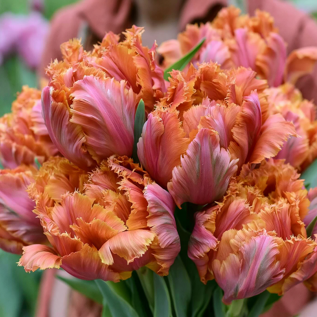 Forhåndsbestilling Amazing Parrot Tulipan - 5 stk