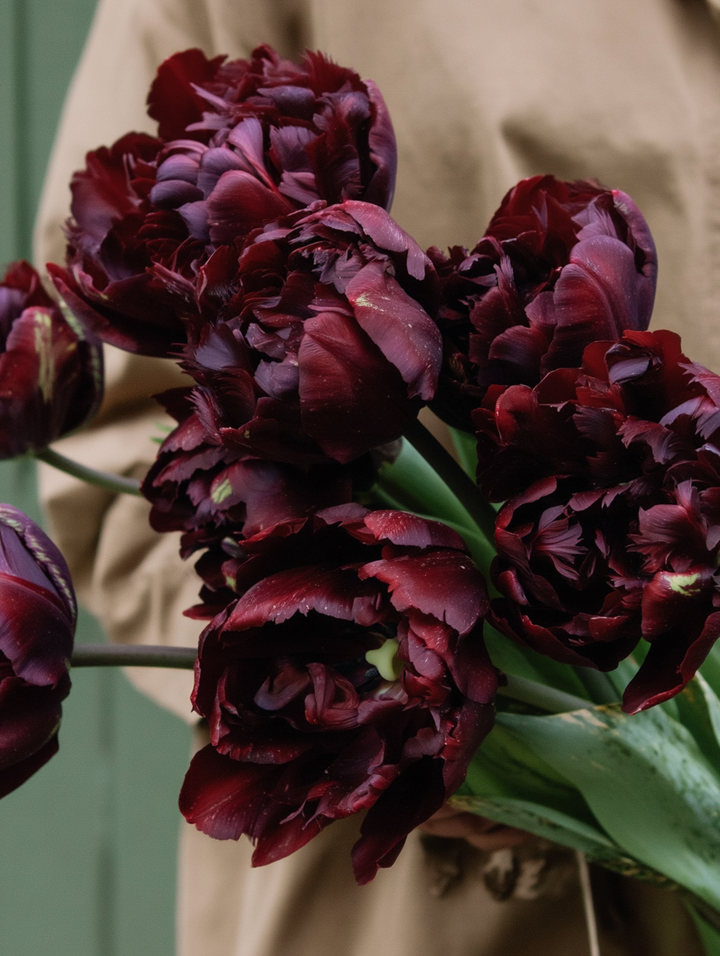 Forhåndsbestilling Tulipan ‘Palmyra’  – 5 blomsterløk