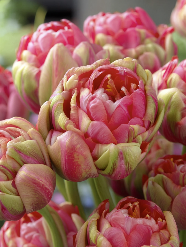 Forhåndsbestilling Tulipan ‘Renown Unique’ – 5 blomsterløk
