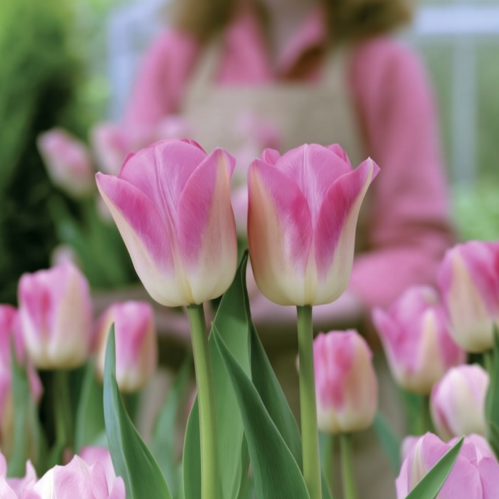 Tulipan ‘Dynasty’  – 5 blomsterløk