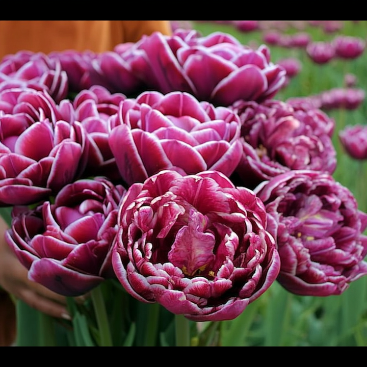 Forhåndsbestilling - Tulipan 'Dream Touch' – 5 blomsterløk