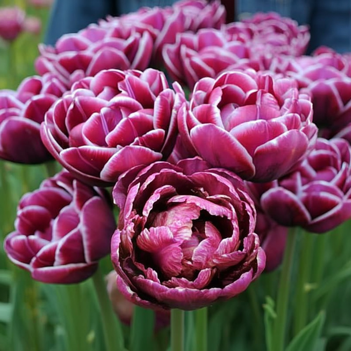Forhåndsbestilling - Tulipan 'Dream Touch' – 5 blomsterløk