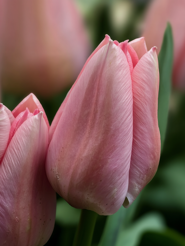 Forhåndsbestilling Tulipan ‘Salmon Dessert’ – 5 blomsterløk