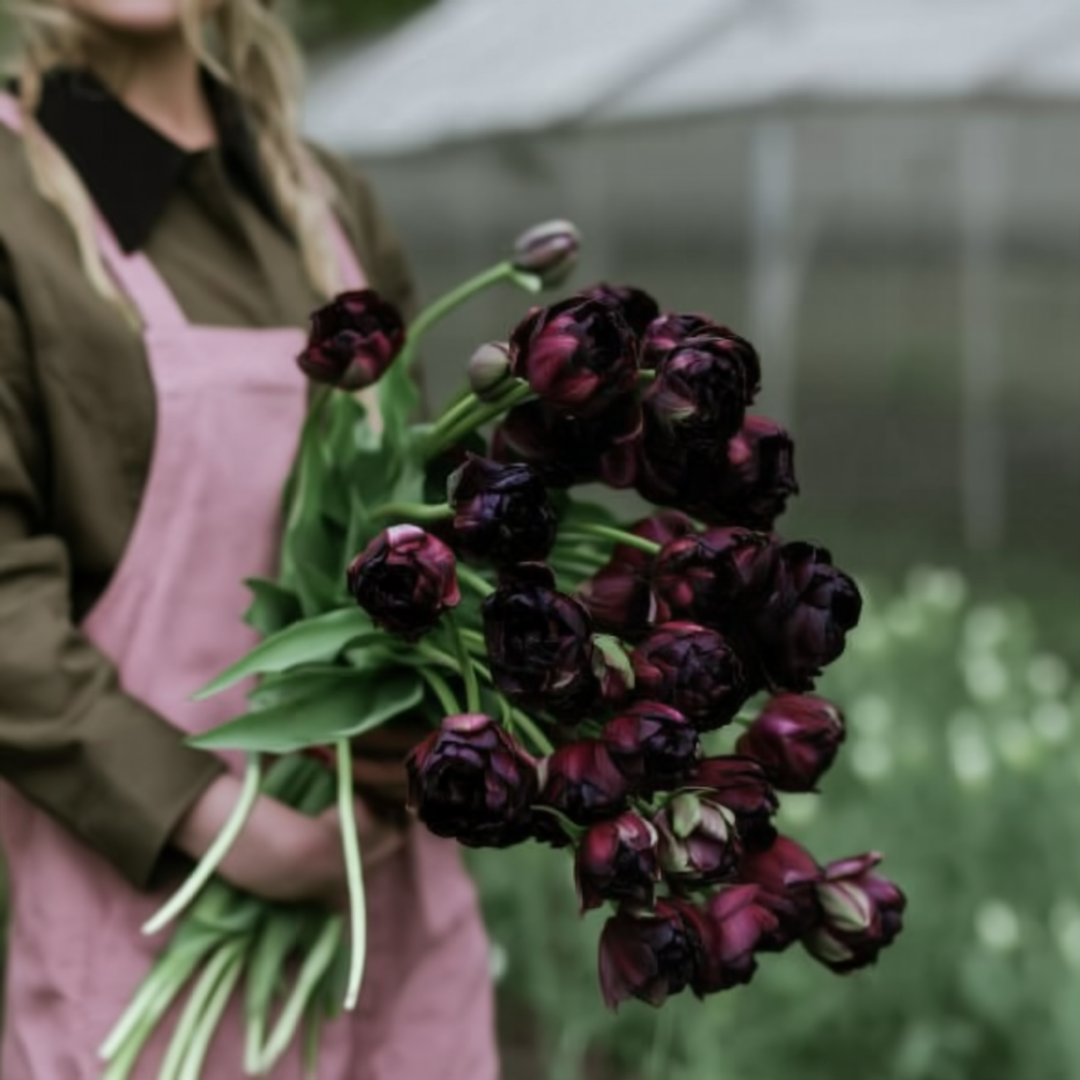 Tulipan ‘Black Hero’ 5 stk – fyldige blomster i mørk purpur