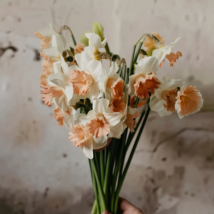 Forhåndsbestilling Narcissus 'British Gamble' – 5 blomsterløk