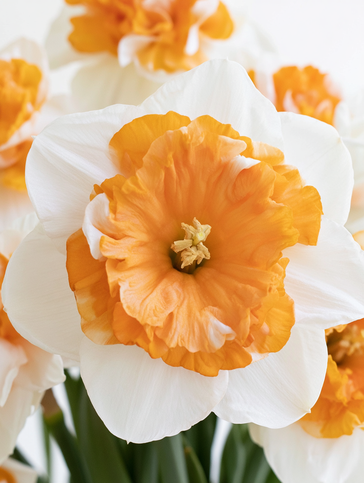 Forhåndsbestilling Påskelilje Narcissus ‘Parisienne’  – 5 blomsterløk