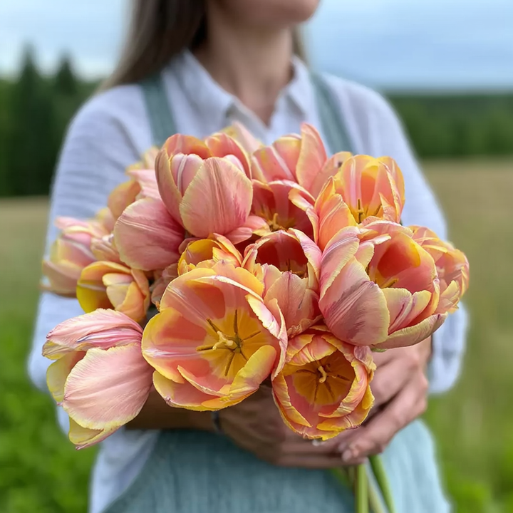 Forhåndsbestilling Tulipan 'Paul Scherer' – Tulipan 'Mango Charm' – 5 blomsterløk