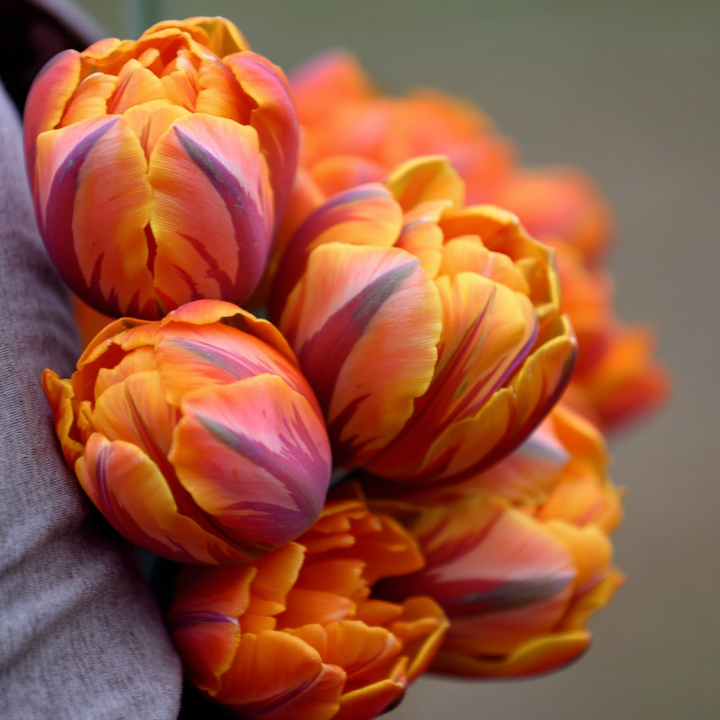 Forhåndsbestilling Tulipan 'Paul Scherer' – Tulipan 'Orange Princess' – 5 blomsterløk