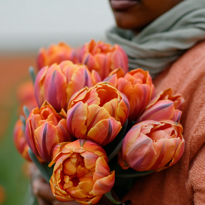 Forhåndsbestilling Tulipan 'Paul Scherer' – Tulipan 'Orange Princess' – 5 blomsterløk