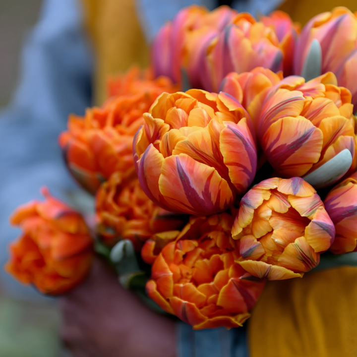 Forhåndsbestilling Tulipan 'Paul Scherer' – Tulipan 'Orange Princess' – 5 blomsterløk