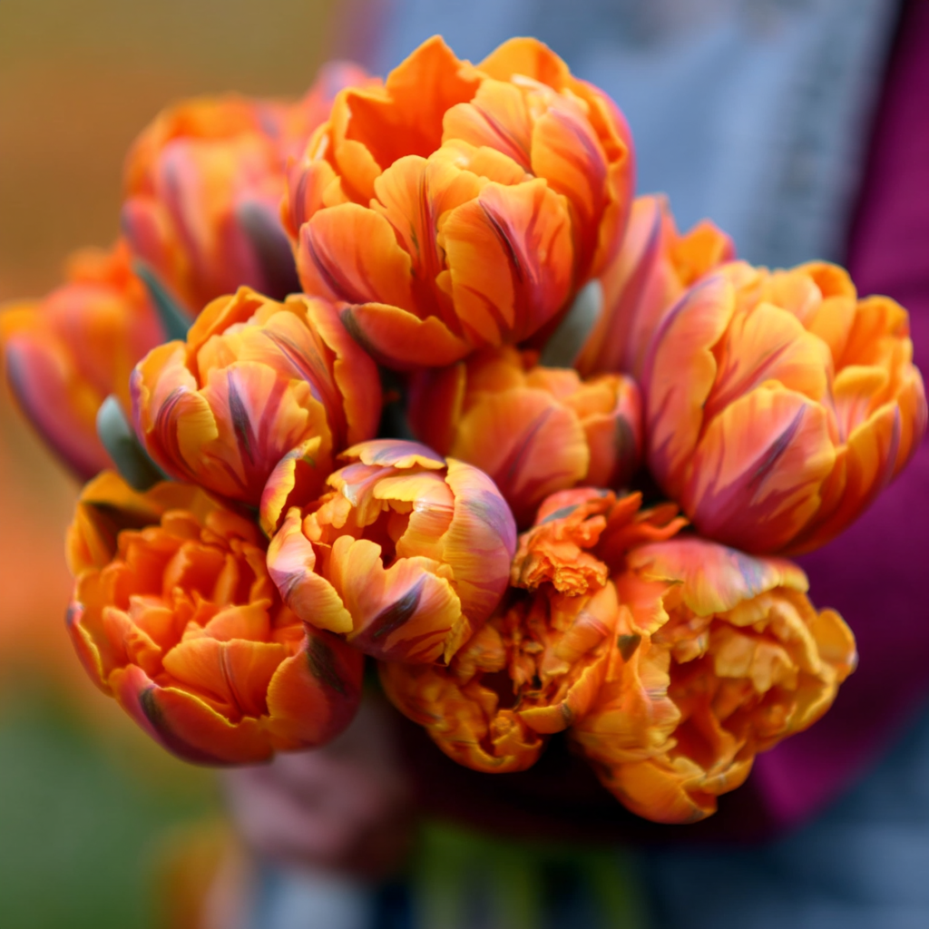 Forhåndsbestilling Tulipan 'Paul Scherer' – Tulipan 'Orange Princess' – 5 blomsterløk