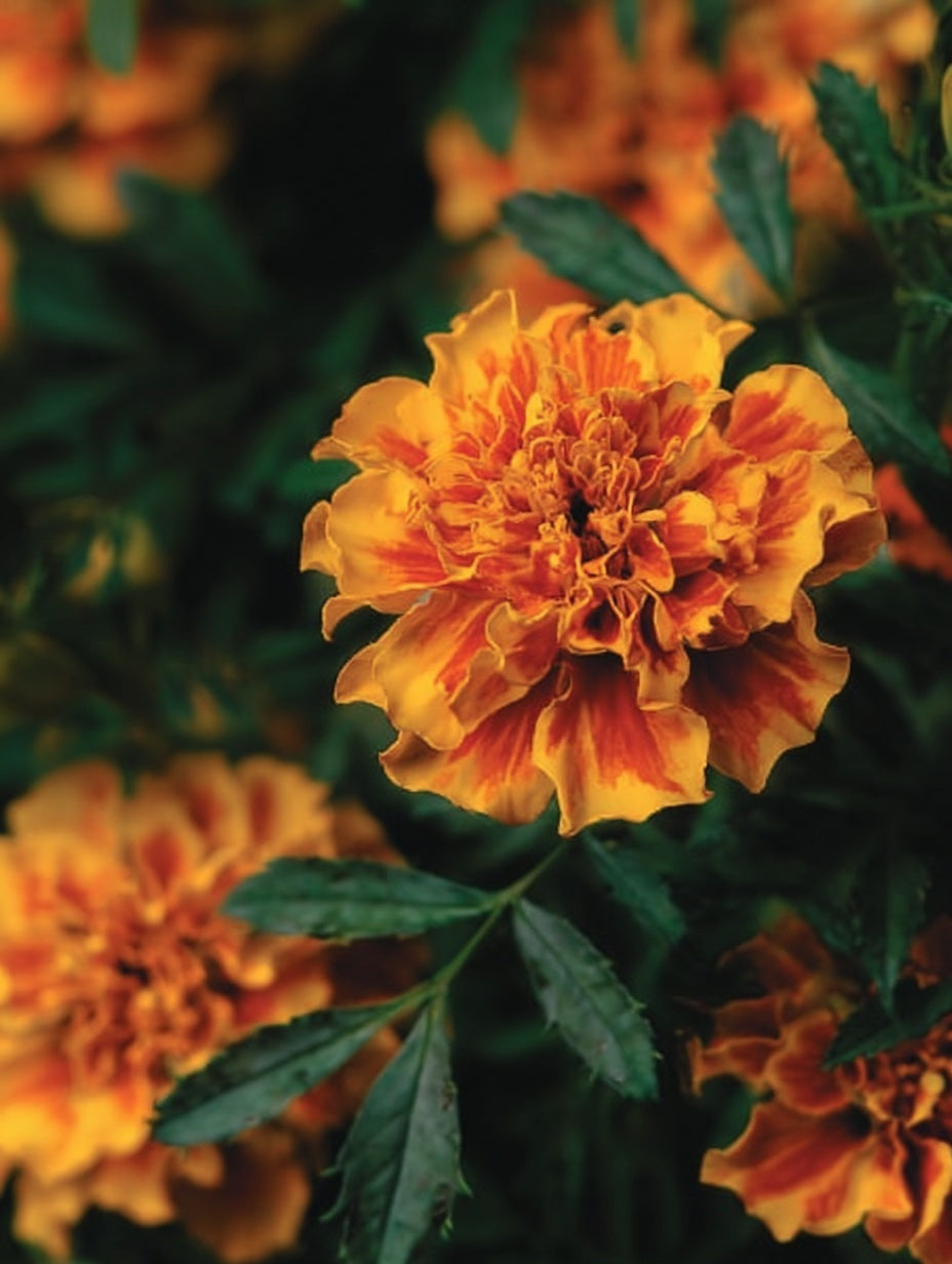 Tagetes ‘Bonanza Bolero’