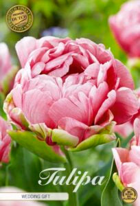 Tulipan ‘Wedding Gift’ – 7 blomsterløk