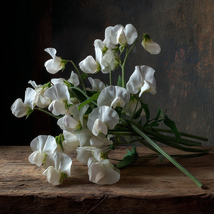 Erteblomst ‘Mammoth White’