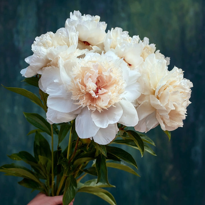 Paeonia Shirley Temple